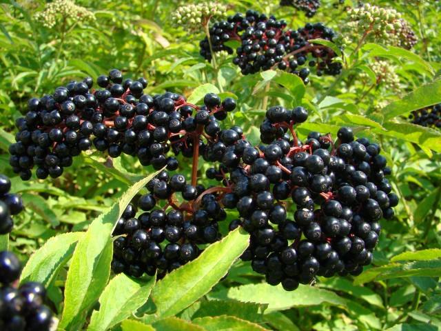 Healthdream | The medicinal value of elderberry extract