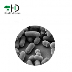 Lactobacillus Plantarum