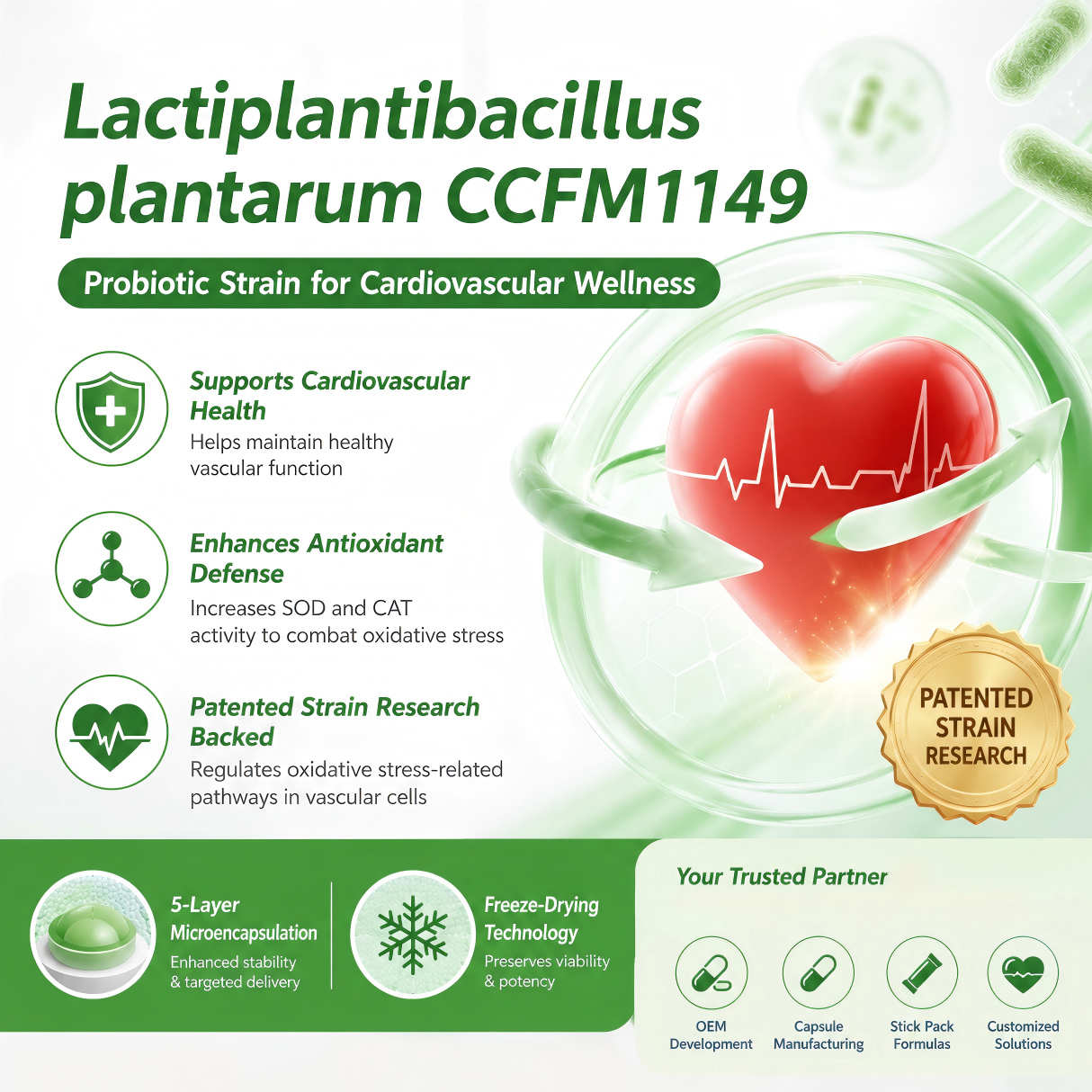 How does Lactiplantibacillus plantarum CCFM1149 support cardiovascular wellness through antioxidant defense?