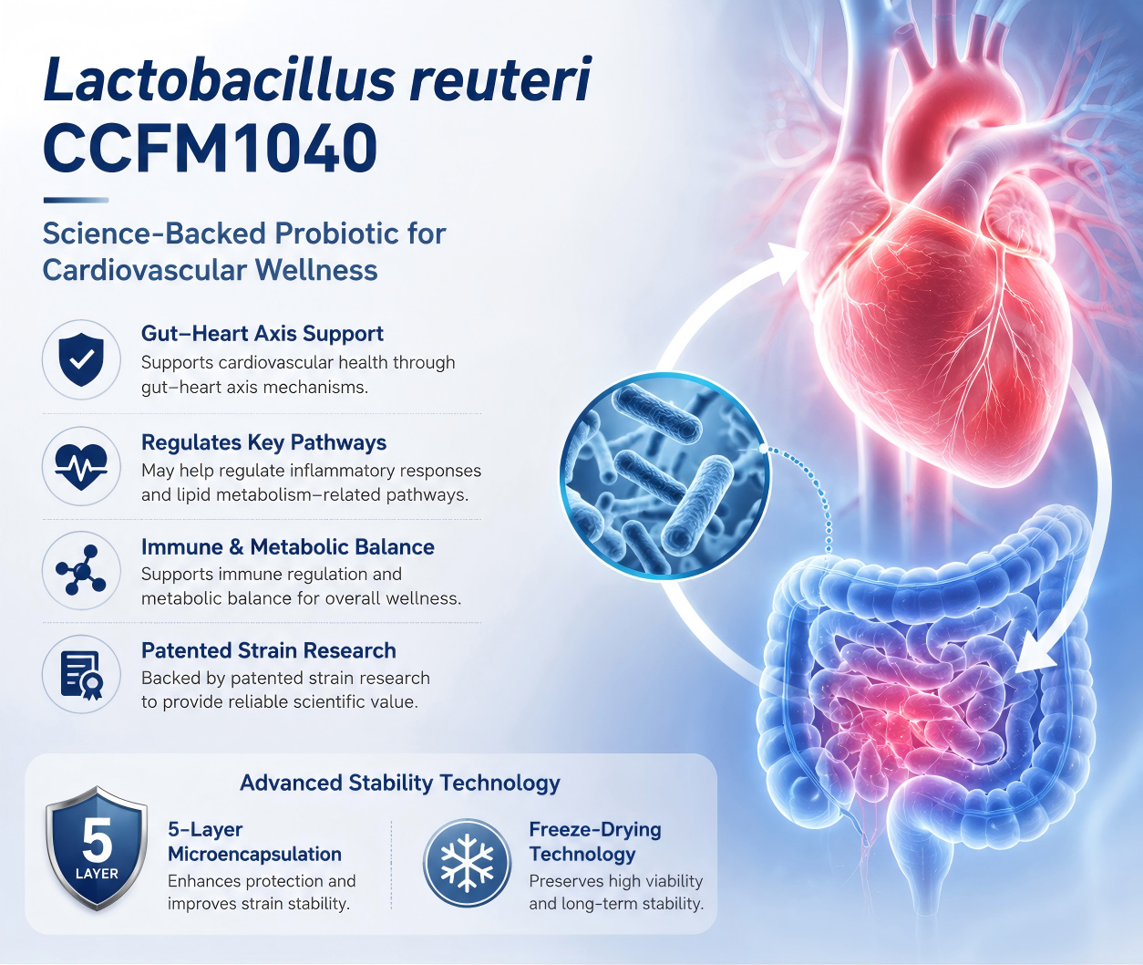 How does Lactobacillus reuteri CCFM1040 support cardiovascular health through gut-heart axis research?